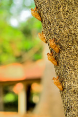 Poster - The stains of the cicada that have been left