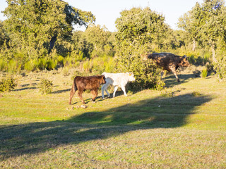 A herd of cows with young calves grazing in the dehesa in Salamanca (Spain). Concept of extensive organic livestock