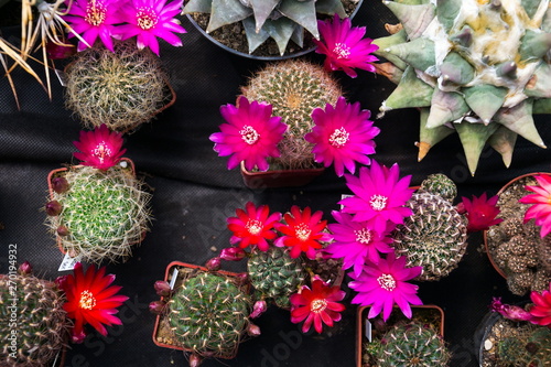 Beautiful colorful blooming cactus flower plants, flat lay view © josefkubes