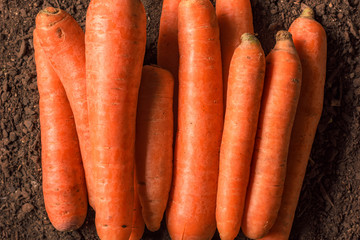 Wall Mural - Organic homegrown carrot on ground