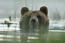 Brown Bear Portrait In Water. Bear Head Above The Water.