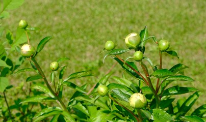 Poster - unblown peony buds in the park red hair