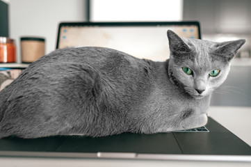 Wall Mural - Beautiful russian blue cat lying on notebook in home interior. Lazy kitten resting on laptop. Working concept.