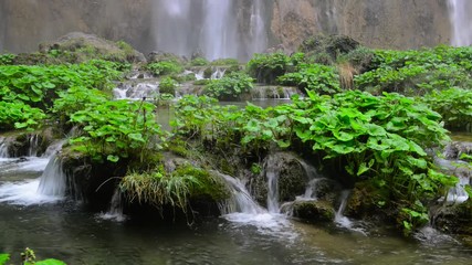 Wall Mural - Green plants of coltsfoot and crystal clear water at Plitvice lakes natural reserve in Croatia