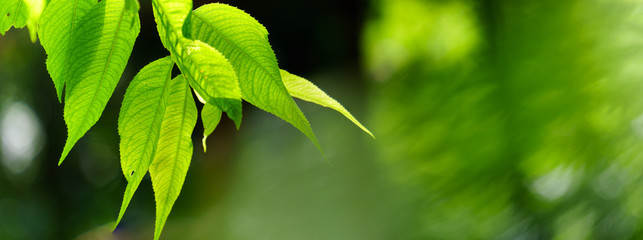 Wall Mural - Panoramic view of green leaves on green bokeh background, Natural green background, peach tree leaf