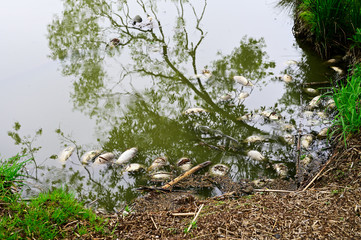 Sticker - Dead carp on lake surface.