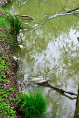 Wall Mural - Dead carp on lake surface.