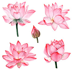 Wtercolor tropical flower lotus