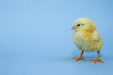 Little yellow chicken on blue background