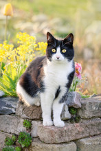 Cute Black And White Cat, European Shorthair, Sitting On An Old Brick Wall In A Flowery Garden 