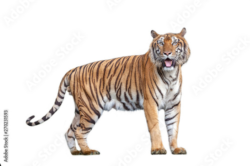 Tiger action in the nature. Fototapet