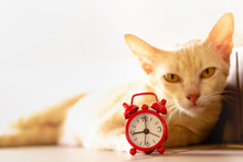 Cat And Red Alarm Clock. Beautiful Short Hair Cat Lying On The Floor At Home. Orange Cat Cute Cat Lying On The Floor Playful Cat Holiday Cat. Sleeping Cat.