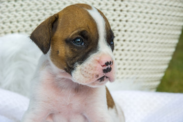 tiny white brown boxer puppy with nose in spots