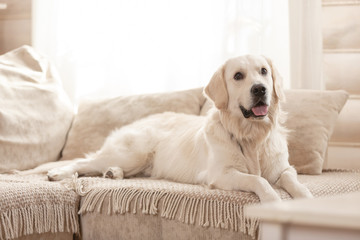 Cute big white dog lies on a sofa in a cozy country house and looks into the camera. Concept of happy pets