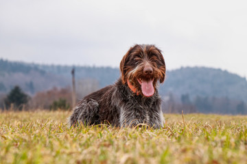 Incredible love bohemian wire sitting and relaxing in grass of meadow. Wirehaired puppy is relaxing with tongue out and happy animal face in field. Bohemian pointer enjoy a clean air