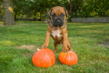 Brown Boxer Puppy Standing On Pumpkins