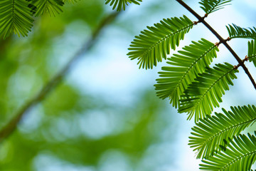 Wall Mural - Green leaves on green bokeh background, A coniferous tree buds 