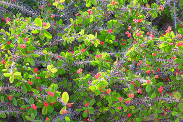Wall Mural - euphorbia milii, the crown of thorns, with red flowes texture background