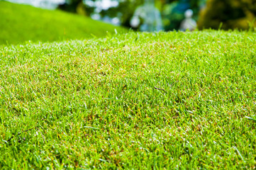 bright green grass on a lawn in the summer. The sun is shining. Blue sky and clouds