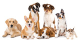 Fototapeta Psy - Different breed dog puppies isolated on white background