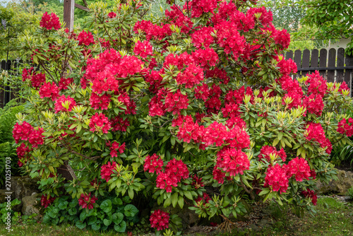 Bush of Rhododendron in the Garden