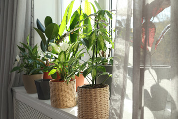 Different green potted plants on window sill at home