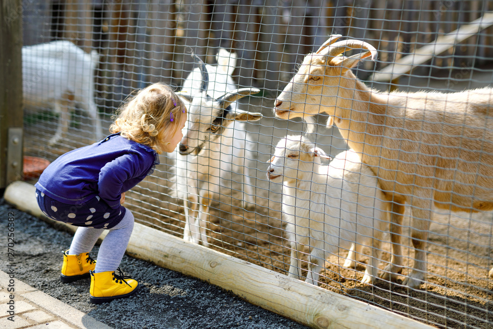 Adorable cute toddler girl feeding little goats and sheeps on a kids farm. Beautiful baby child petting animals in the zoo. Excited and happy girl on family weekend. - obrazy, fototapety, plakaty 