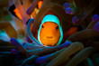 A beautiful clown fish on the reef with an anemone 