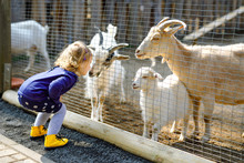Adorable Cute Toddler Girl Feeding Little Goats And Sheeps On A Kids Farm. Beautiful Baby Child Petting Animals In The Zoo. Excited And Happy Girl On Family Weekend.