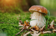 Mushroom In Forest Porcino, Bolete, Boletus.White Mushroom On Green Background.Natural White Mushroom Growing In A Forest.