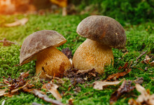 Mushrooms In Autumn Forest Scene. Two Mushrooms In Autumn Forest. Autumn Forest Mushroom Family View