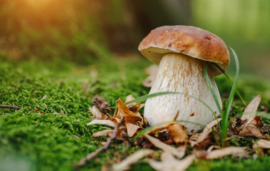 mushroom in forest porcino, bolete, boletus.white mushroom on green background.natural white mushroo