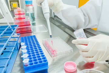 A scientist seeding cells and pipetting growth medium into 96-well plate for molecular assay in biological cabinet (BSC). Doing molecular experiment in cleanroom facility.