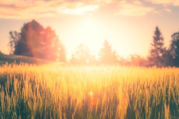 Finnish barley field in sunset. Photo from Sotkamo, Finland.