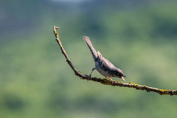  Barred warbler (Sylvia nisoria) on tree branch