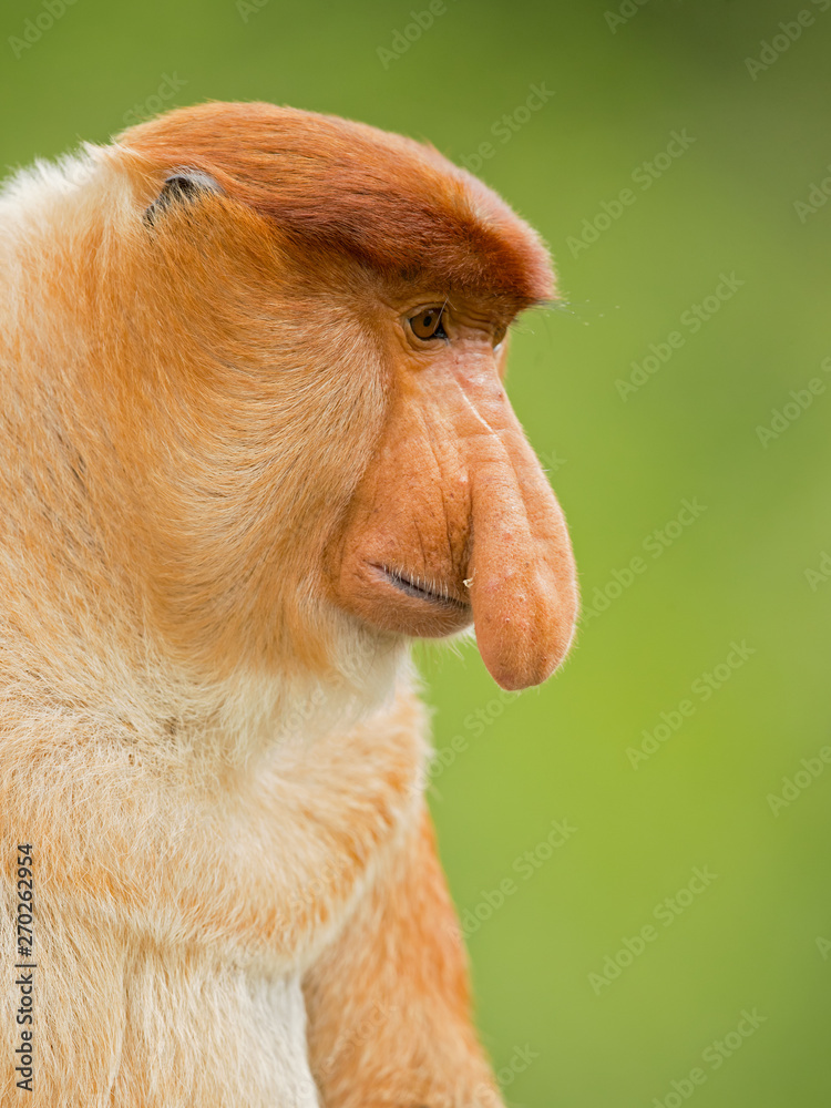 Proboscis monkey (Nasalis larvatus) or long-nosed monkey, known as the bekantan in Indonesia, is a reddish-brown arboreal Old World monkey with an unusually large nose. It is endemic to Borneo - obrazy, fototapety, plakaty 