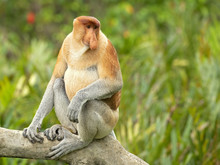 Proboscis Monkey (Nasalis Larvatus) Or Long-nosed Monkey, Known As The Bekantan In Indonesia, Is A Reddish-brown Arboreal Old World Monkey With An Unusually Large Nose. It Is Endemic To Borneo