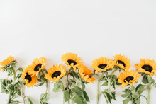 Sunflowers Pattern On White Background. Flat Lay, Top View Blog Hero Header.