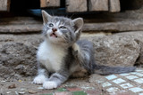 Fototapeta Koty - little homeless baby kitten