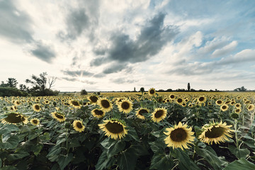 Wall Mural - Agricultural landscape with sunflowers