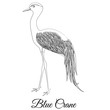 Blue crane bird vector outline