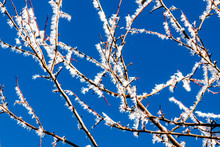 Snow On Twigs Against Blue Sky