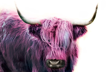 Wall Mural - pink highland cow 