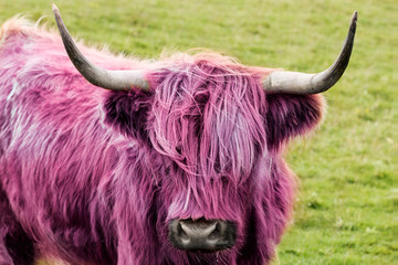 Wall Mural - pink highland cow 