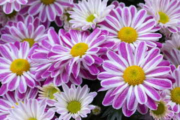 Wall Mural - Purple-white chrysanthemums. Inflorescence purple lilac purple white. Daisies chrysanthemums, perennial garden flowers