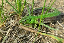 Beautiful Green Lizard On Grass In The Garden, Closeup 