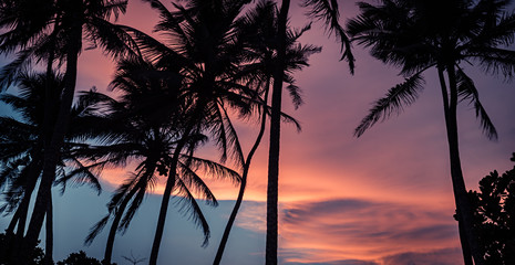 Wall Mural - Beach sunset sky palm trees silhouette vintage background travel vacation lifestyle with scenic pink orange sunset sky 