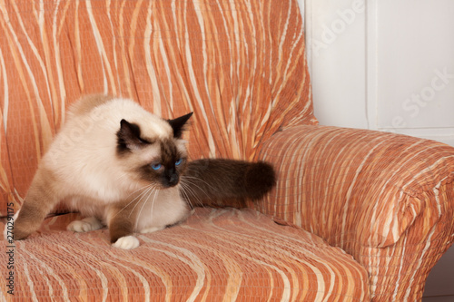 A Seal Point Birman Cat 1 Year Old Cat Male With Blue Eyes Is