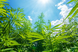 Fototapeta Na sufit - cannabis stretches into the sky / cannabis growing in the open air