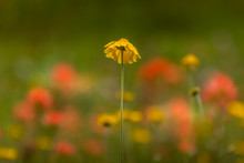 Single Yellow Daisy In A Field Of Indian Paintbrush And Daisies, Matte Edit, Shallow Depth Of Field, Copy Space.